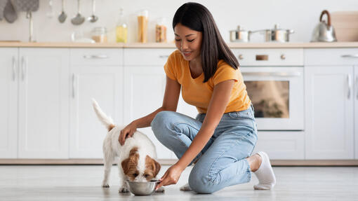 Metronidazole for dogs over the counter sale